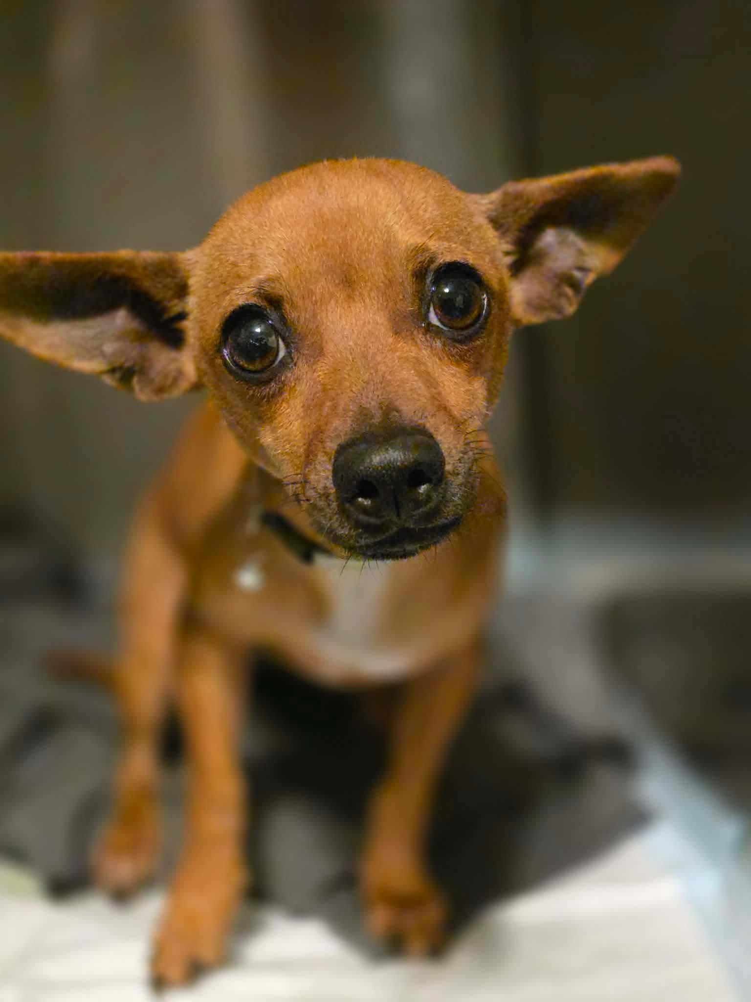 Enlarge Maria, an adopted Chihuahua in Parlin, NJ image 2/5