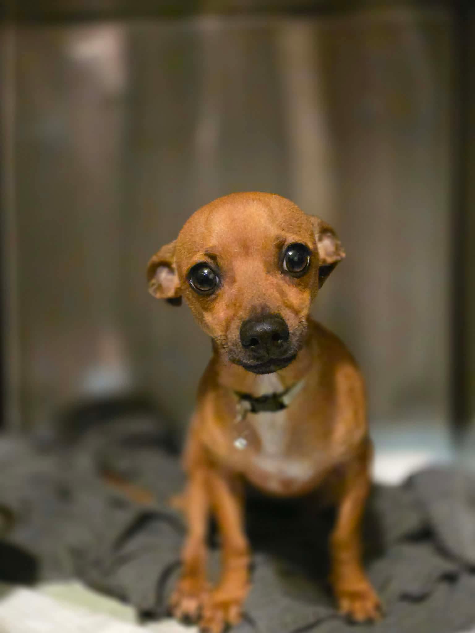 Enlarge Maria, an adopted Chihuahua in Parlin, NJ image 4/5