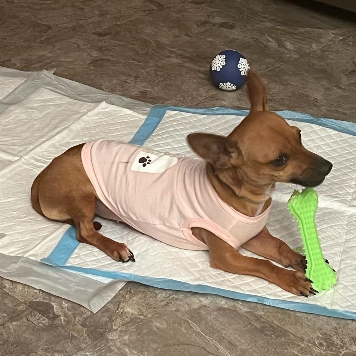 Enlarge Maria, an adoptable Chihuahua in Parlin, NJ image 5/6