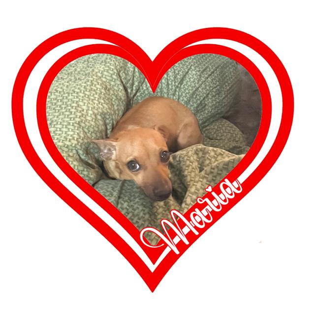 Enlarge Maria, an adopted Chihuahua in Parlin, NJ image 5/5