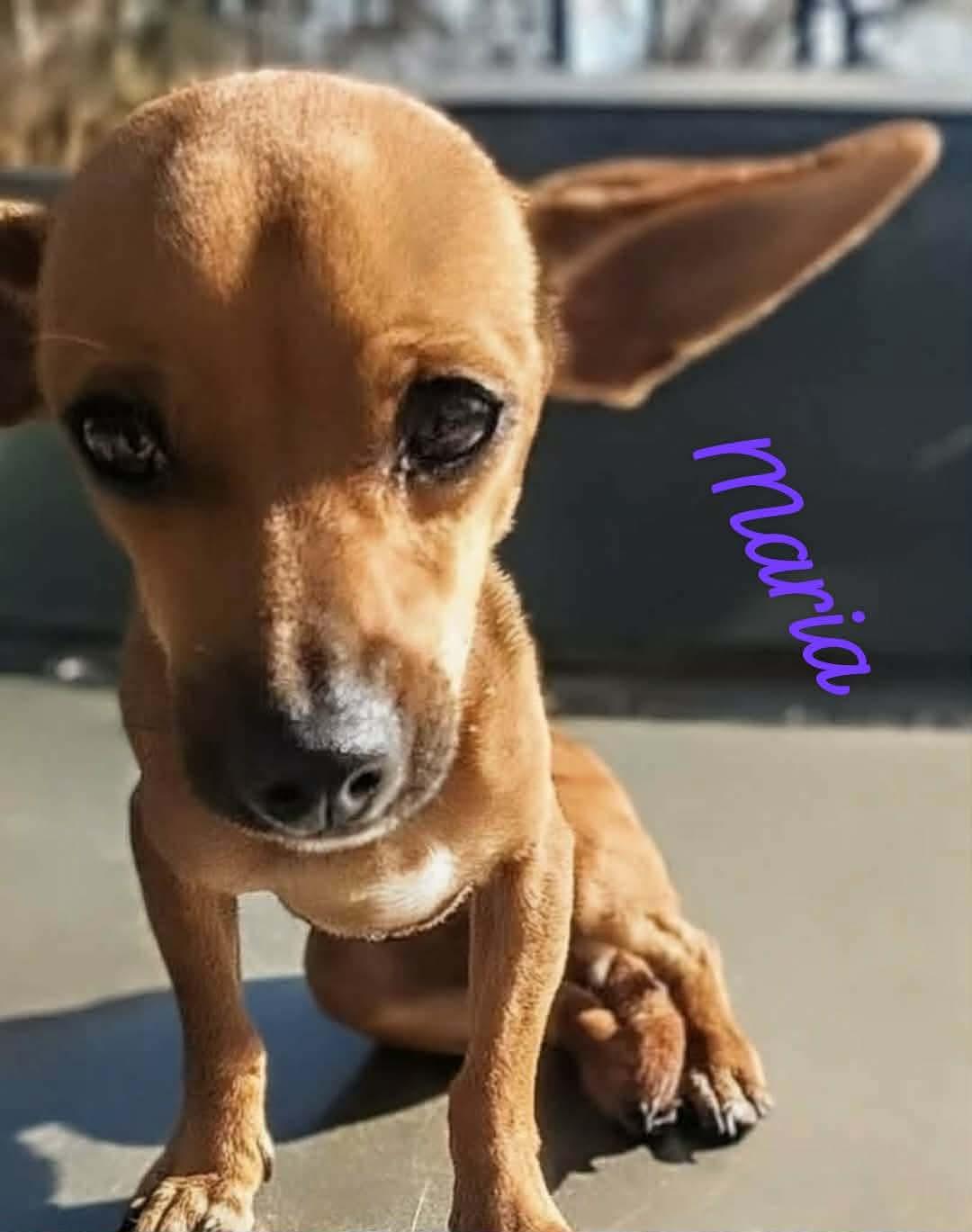 Maria, Adoptable, Puppy Female Chihuahua & Mixed Breed.