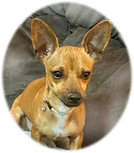 Maria, adopted, Young Female Chihuahua.