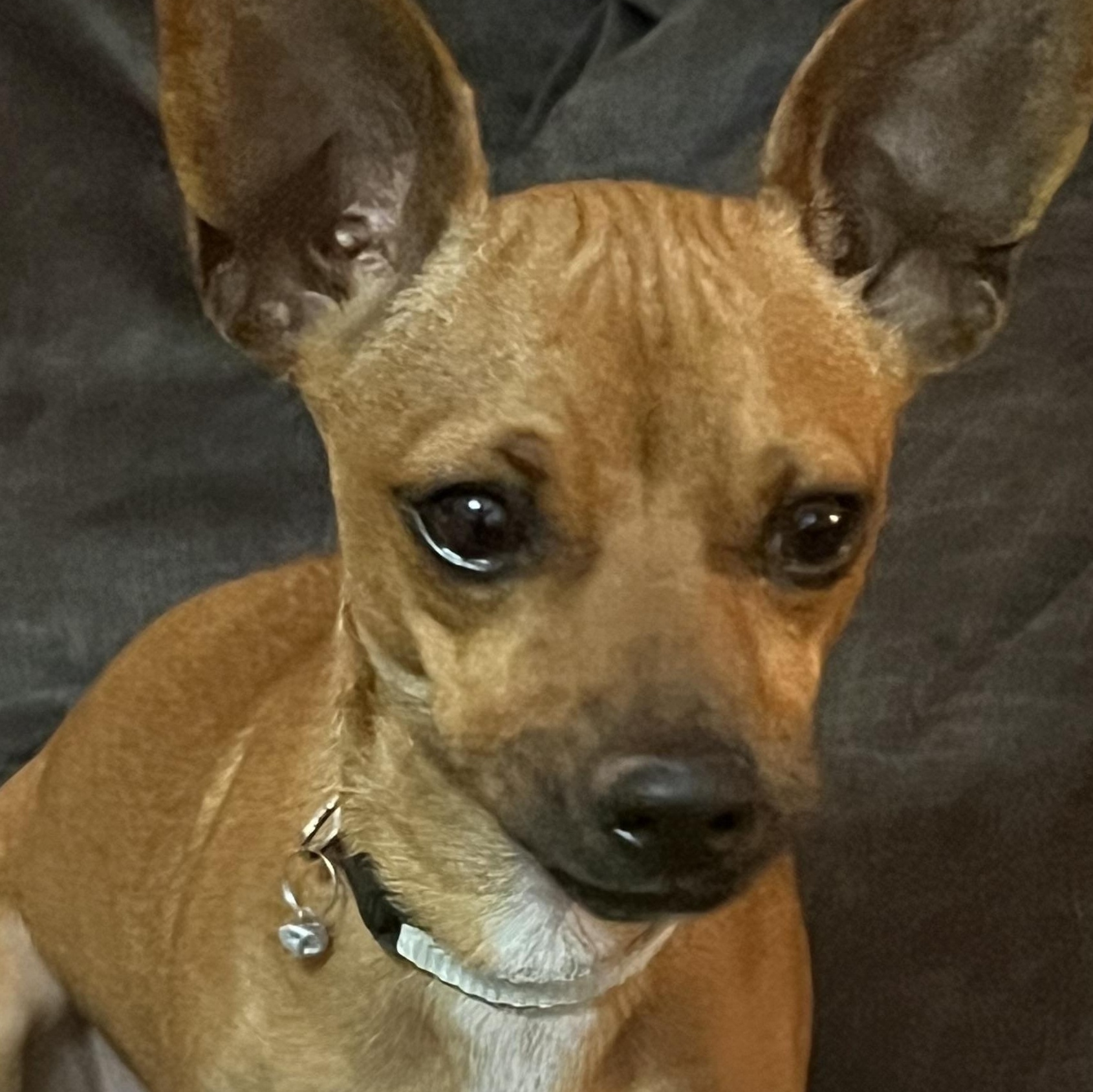 Enlarge Maria, an adoptable Chihuahua in Parlin, NJ image 4/6