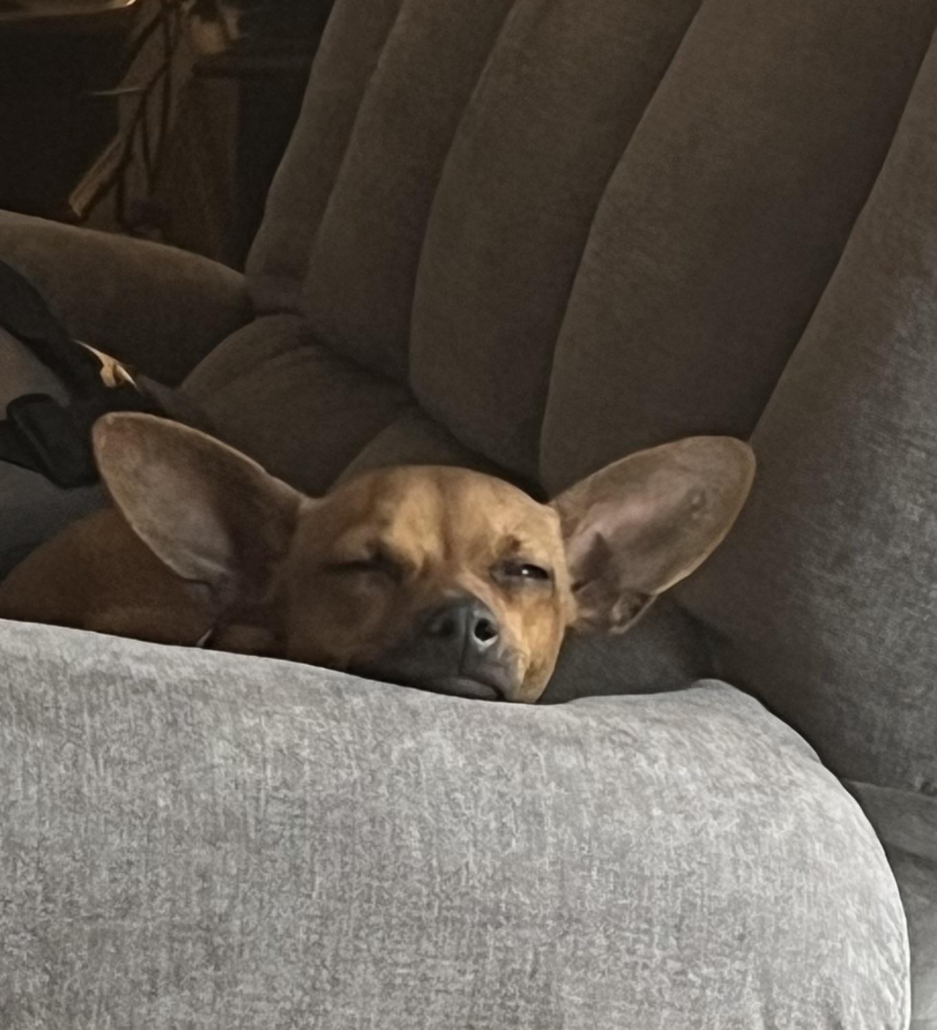 Enlarge Maria, an adoptable Chihuahua in Parlin, NJ image 6/6