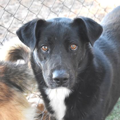 Enlarge Mingus, a ADOPTABLE mixed breed in Flagstaff, AZ image 1/2