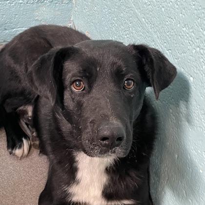 Enlarge Mingus, a ADOPTABLE mixed breed in Flagstaff, AZ image 2/2