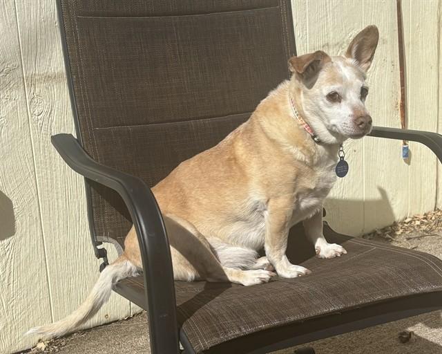 RAPHAEL, Adoptable, Senior Male Cardigan Welsh Corgi & Chihuahua.