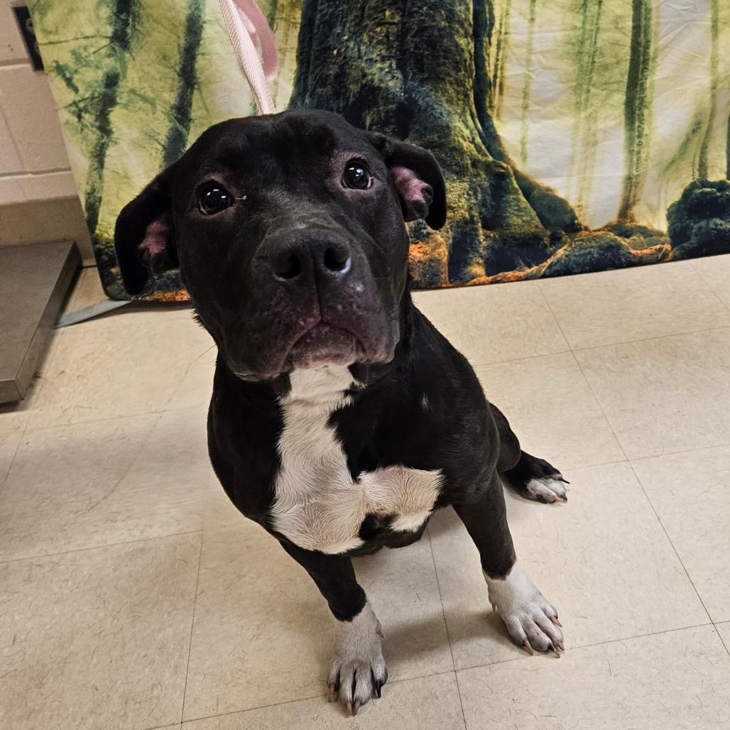 Lilly, Adoptable, Adult Female Pit Bull Terrier.