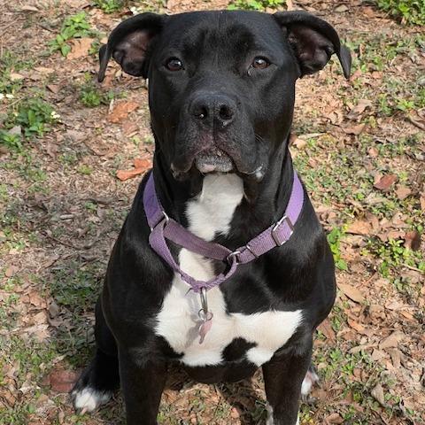 Enlarge Lilly, a Adoptable Pit Bull Terrier in Lake Panasoffkee, FL image 2/6