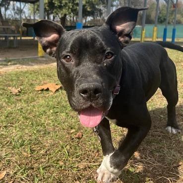 Enlarge Lilly, a Adoptable Pit Bull Terrier in Lake Panasoffkee, FL image 4/6