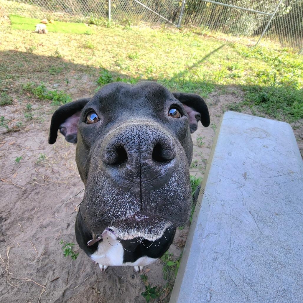 Enlarge Lilly, a Adoptable Pit Bull Terrier in Lake Panasoffkee, FL image 5/6