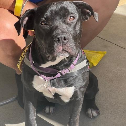 Enlarge Lilly, a Adoptable Pit Bull Terrier in Lake Panasoffkee, FL image 6/6