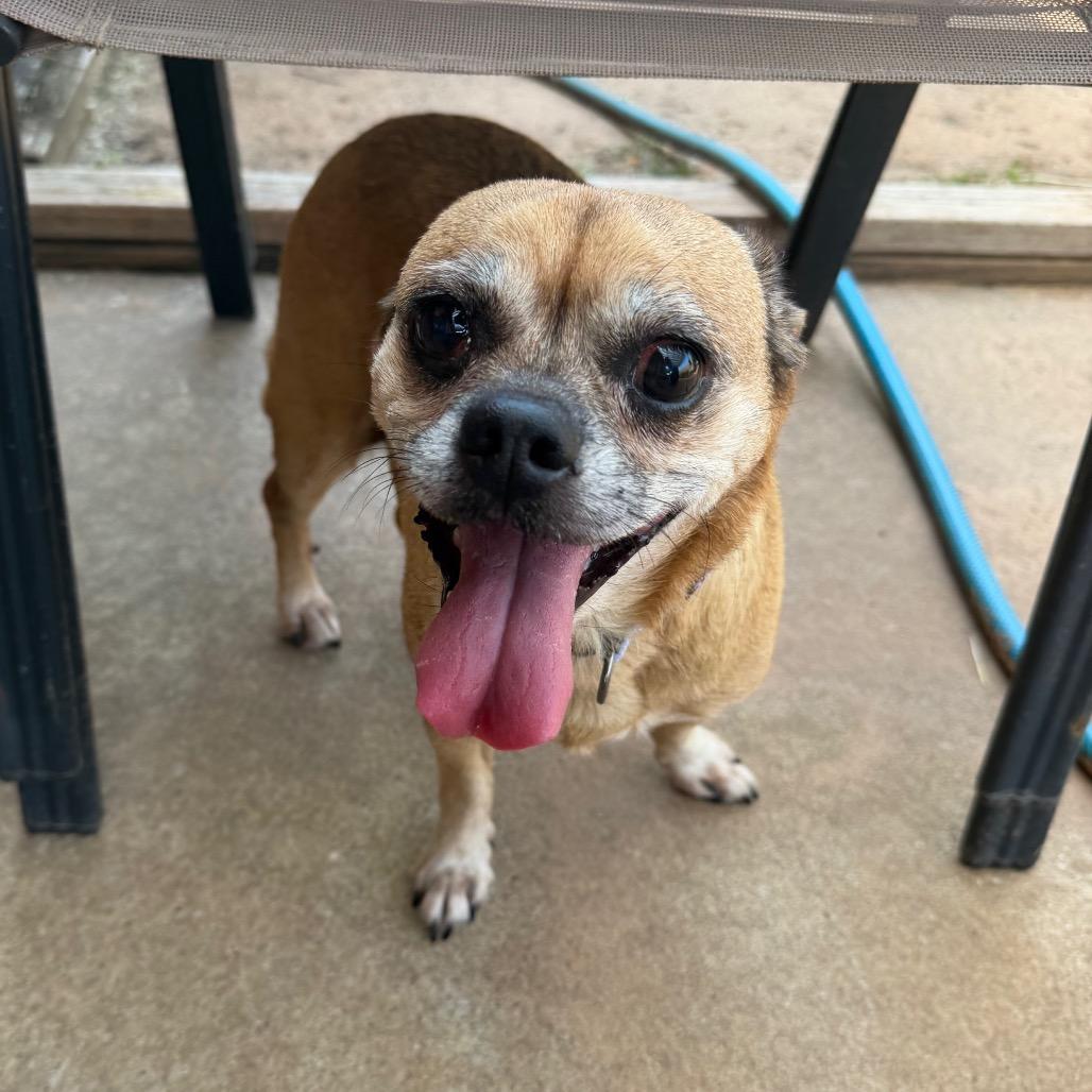 Gracie C-34369, a Adoptable mixed breed in Oklahoma City, OK image 1/5