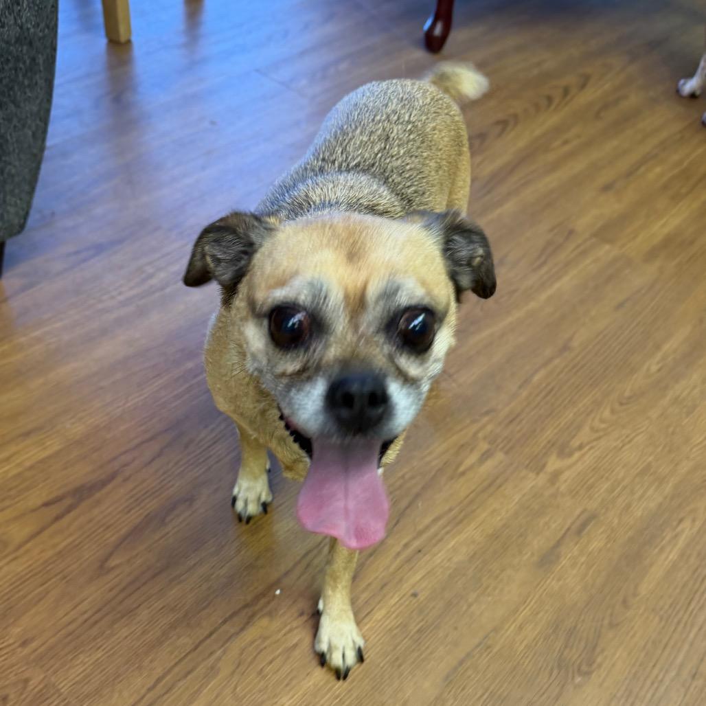 Gracie C-34369, a Adoptable mixed breed in Oklahoma City, OK image 2/5