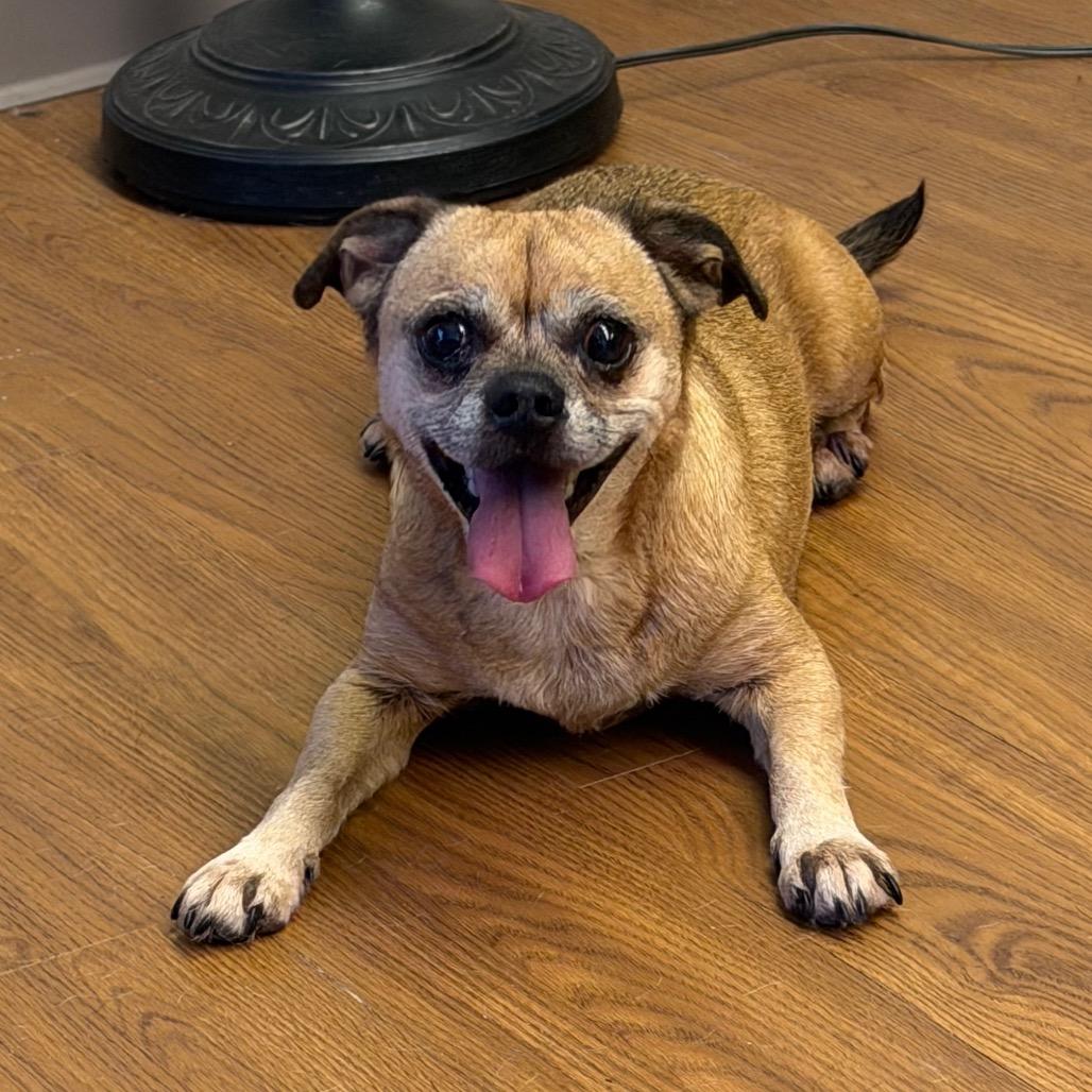 Gracie C-34369, a Adoptable mixed breed in Oklahoma City, OK image 3/5