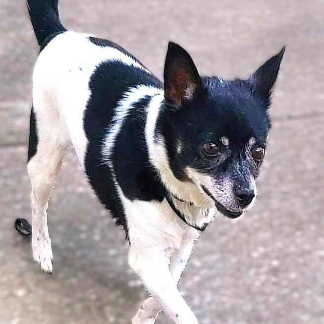 Enlarge SWEETIE, an adopted Chihuahua in Burton, MI image 3/5