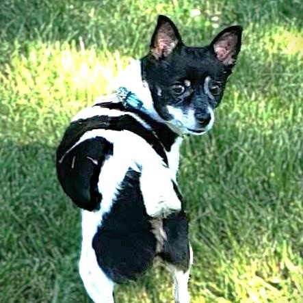 Enlarge SWEETIE, an adopted Chihuahua in Burton, MI image 4/5
