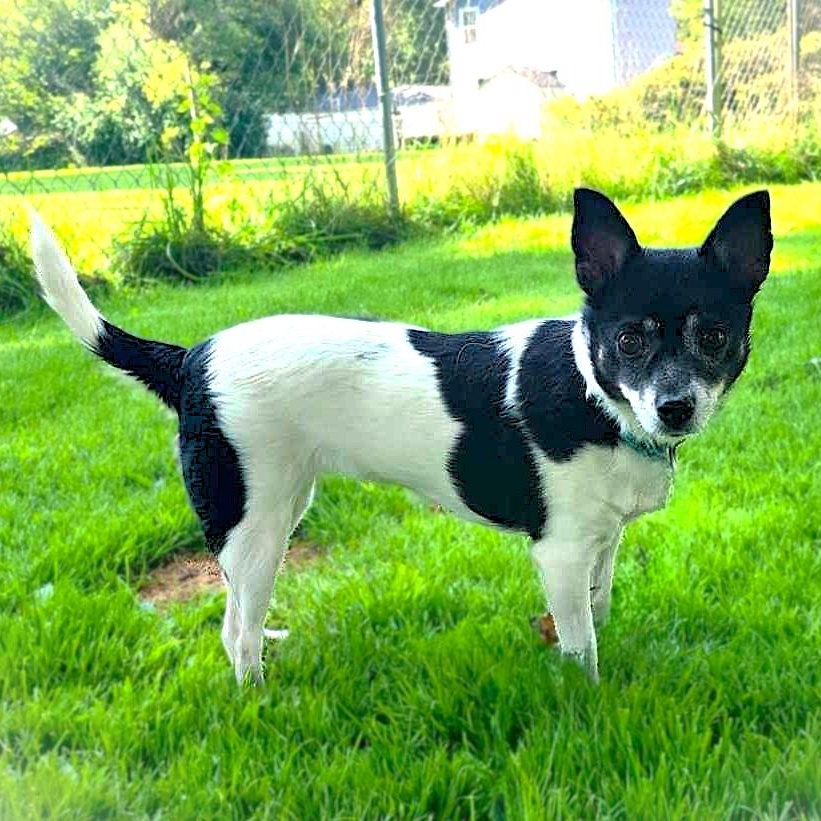 SWEETIE, Adoptable, Senior Female Chihuahua.