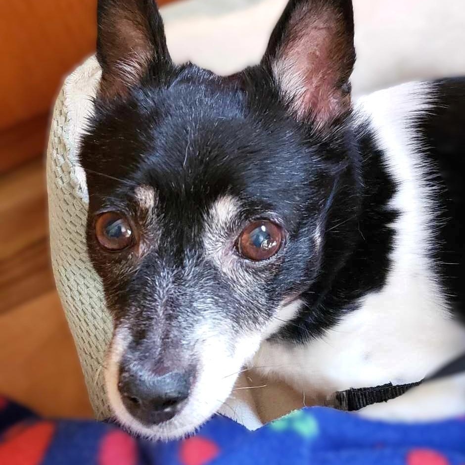 Enlarge SWEETIE, an adopted Chihuahua in Burton, MI image 2/5