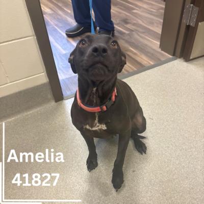 Amelia, an adoptable Mixed Breed in Bainbridge, GA_image-1