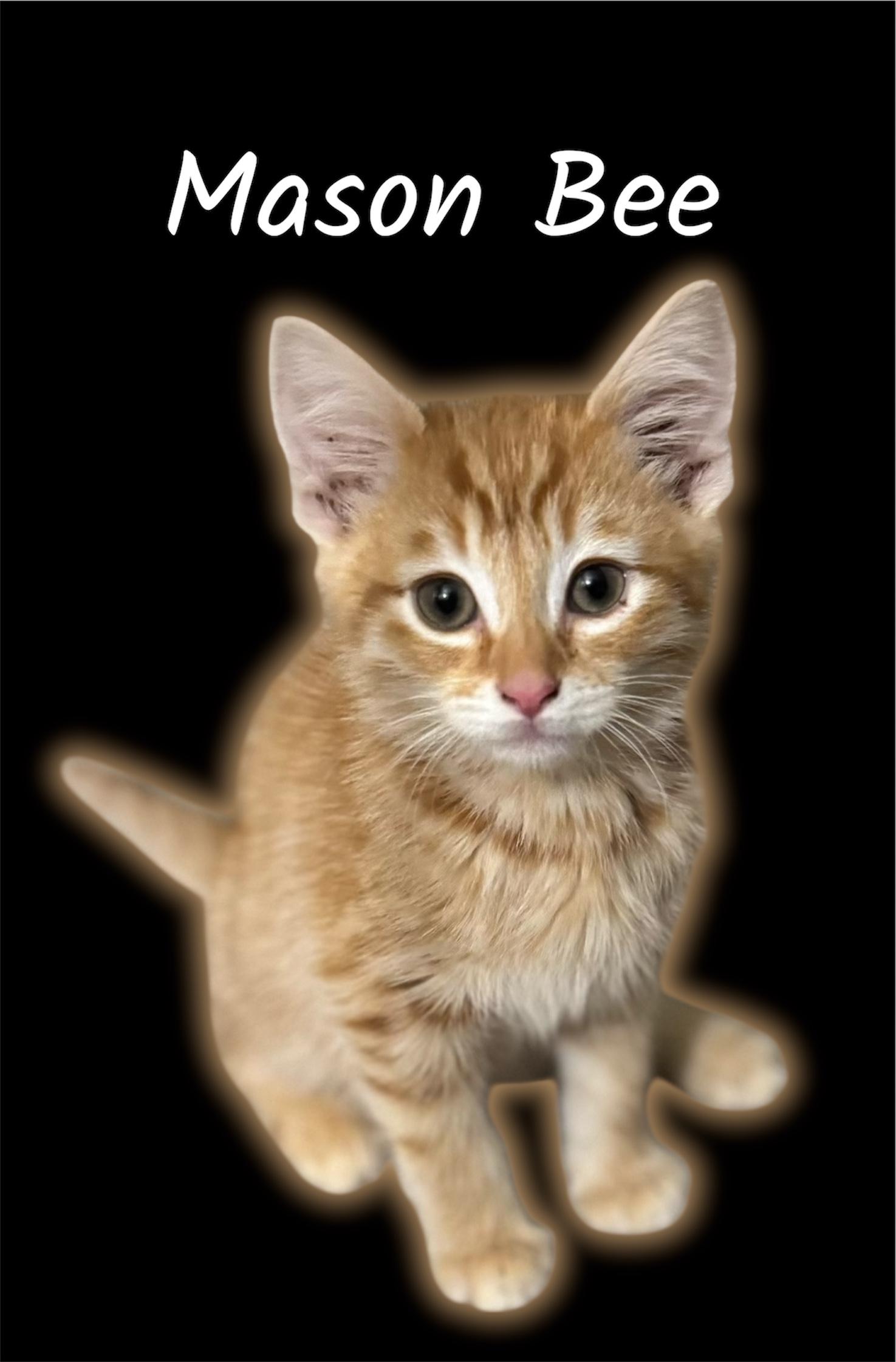 Enlarge Mason Bee, an adoptable Domestic Short Hair in Auburn, CA image 1/1