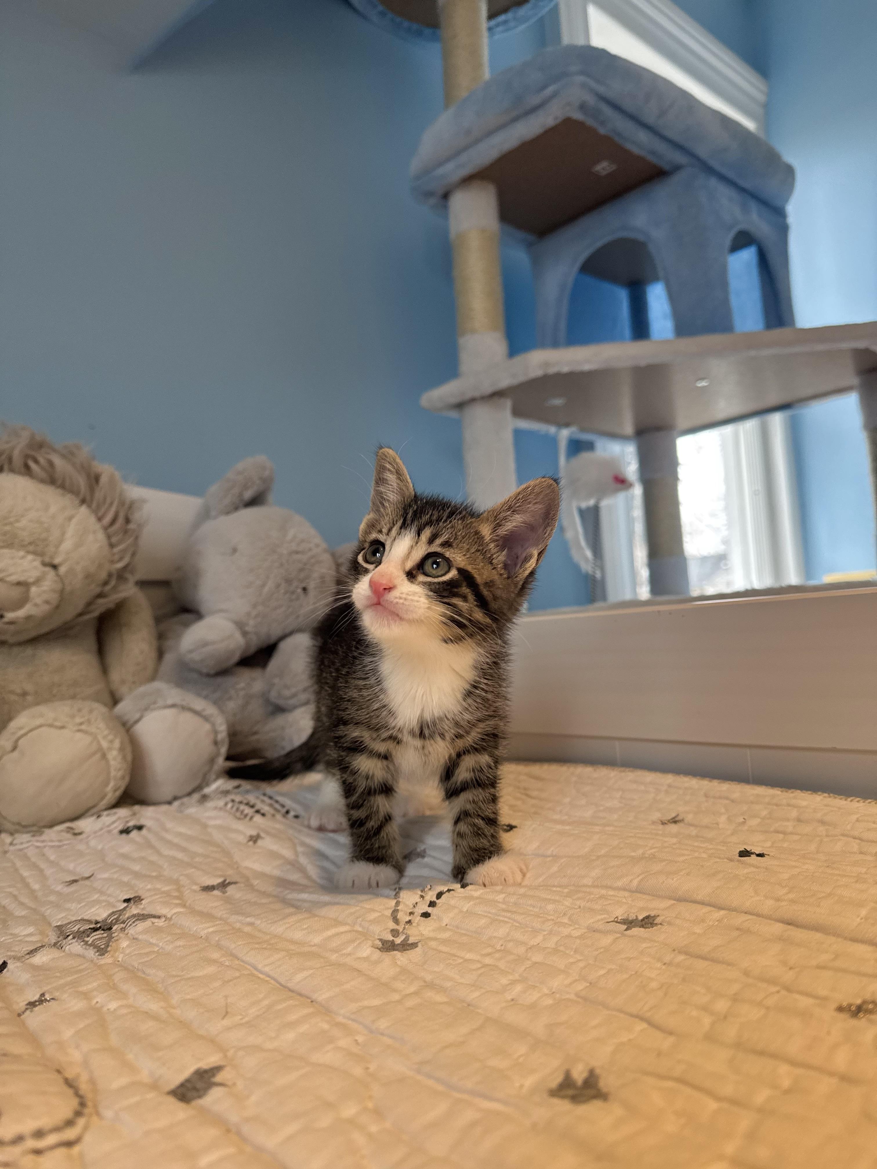 Enlarge Churro , an adopted Domestic Short Hair in Ramsey, NJ image 4/6