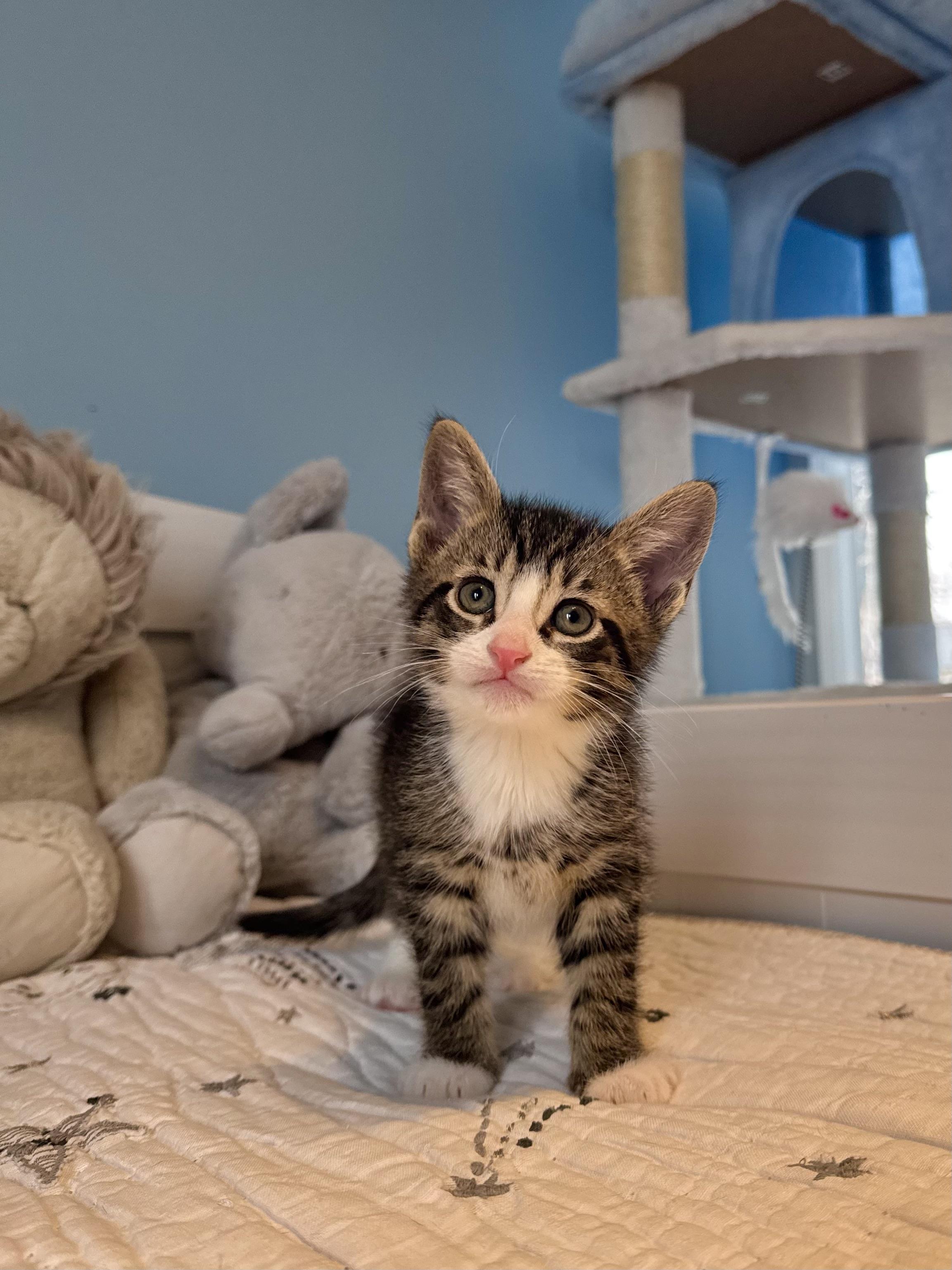 Enlarge Churro , an adopted Domestic Short Hair in Ramsey, NJ image 1/6