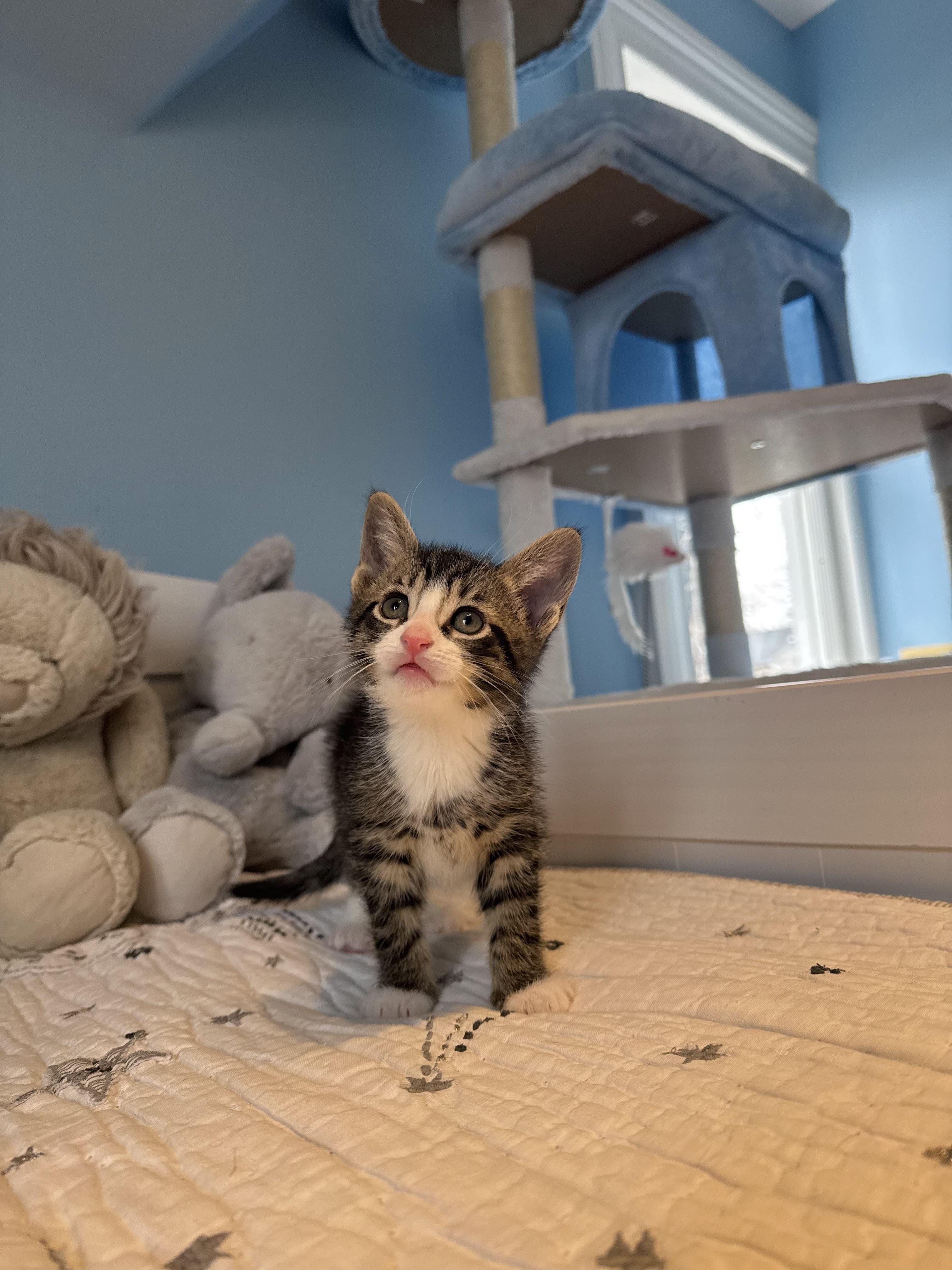 Enlarge Churro , an adopted Domestic Short Hair in Ramsey, NJ image 6/6