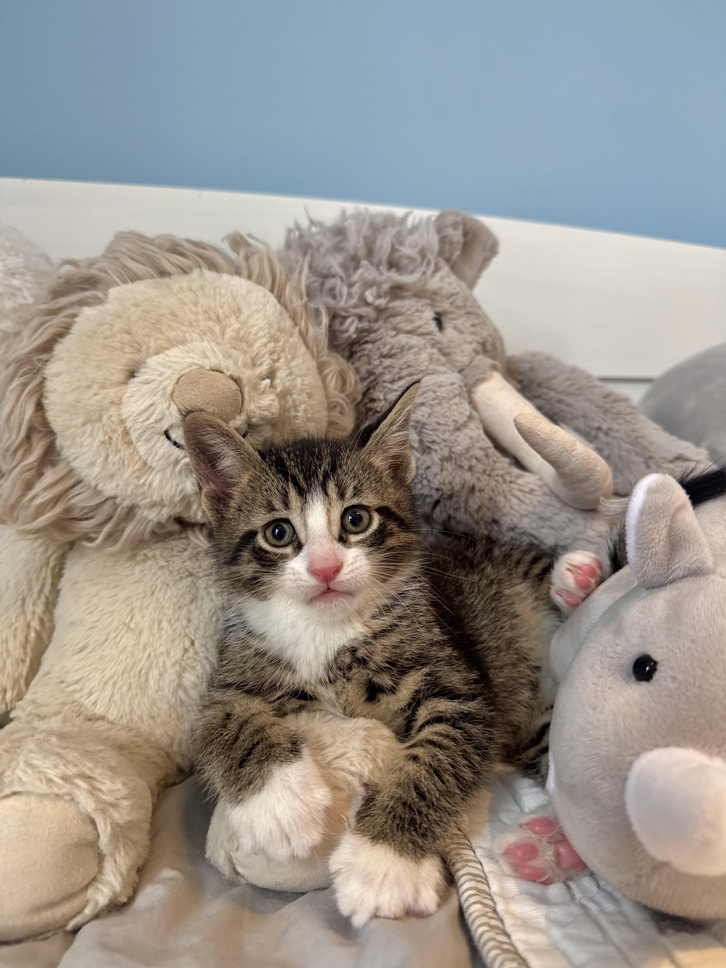 Enlarge Churro , an adopted Domestic Short Hair in Ramsey, NJ image 2/6