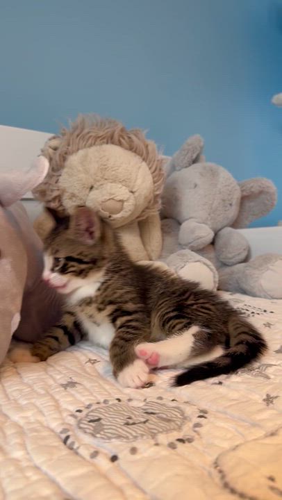 Enlarge Churro , an adopted Domestic Short Hair in Ramsey, NJ video 5/6