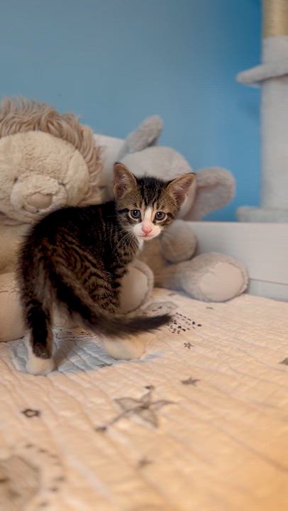 Enlarge Churro , an adopted Domestic Short Hair in Ramsey, NJ video 3/6