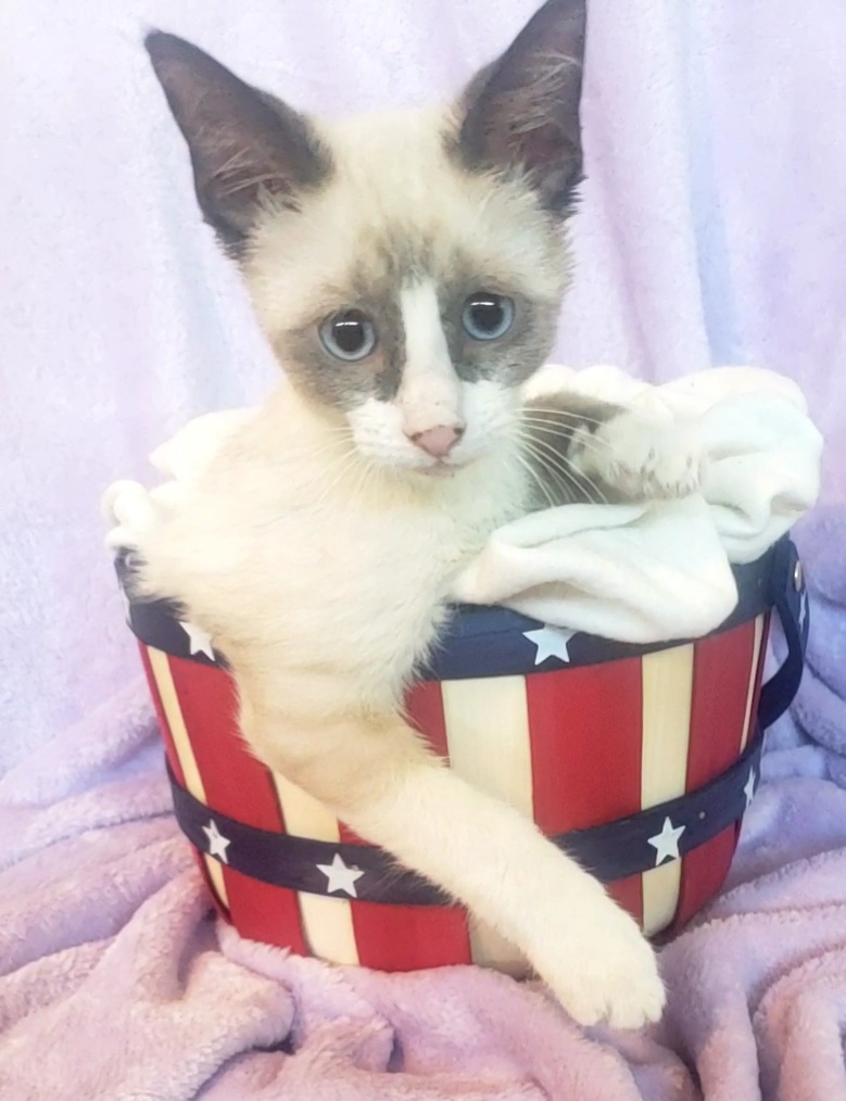 Enlarge Linus #siamese-snowshoe, a Adopted Siamese in Houston, TX image 3/4
