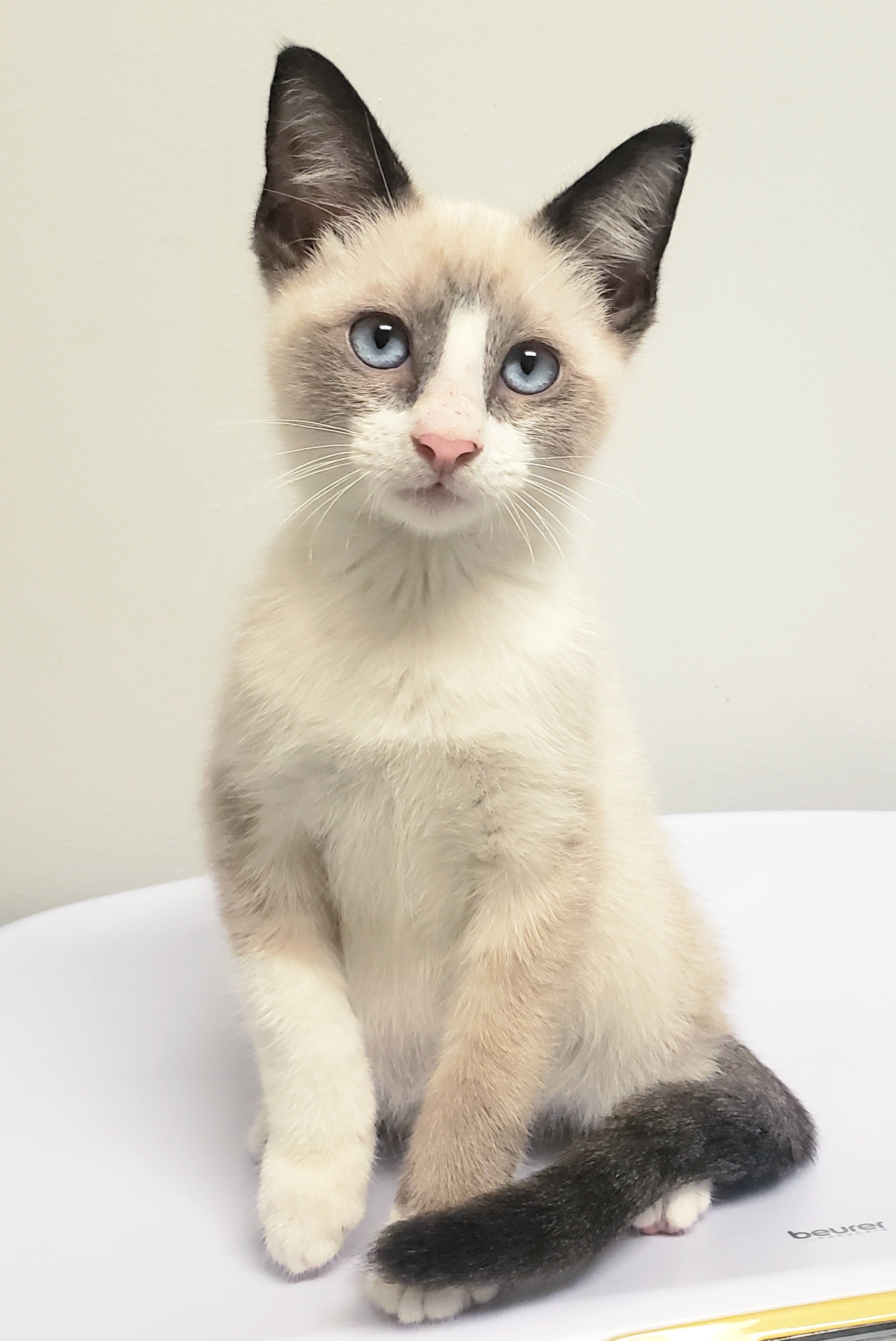 Enlarge Linus #siamese-snowshoe, a Adopted Siamese in Houston, TX image 2/4