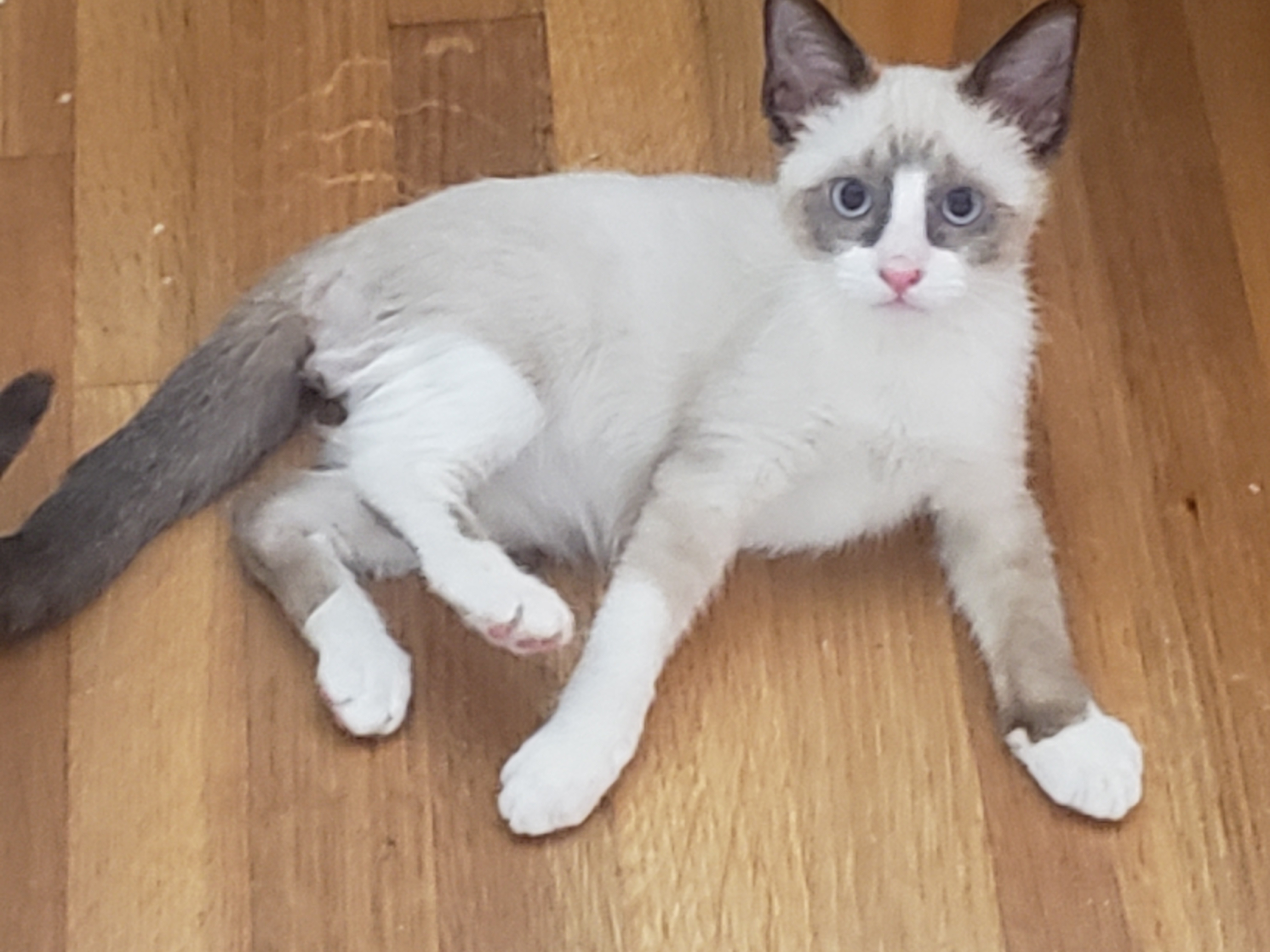Enlarge Linus #siamese-snowshoe, a Adopted Siamese in Houston, TX image 4/4