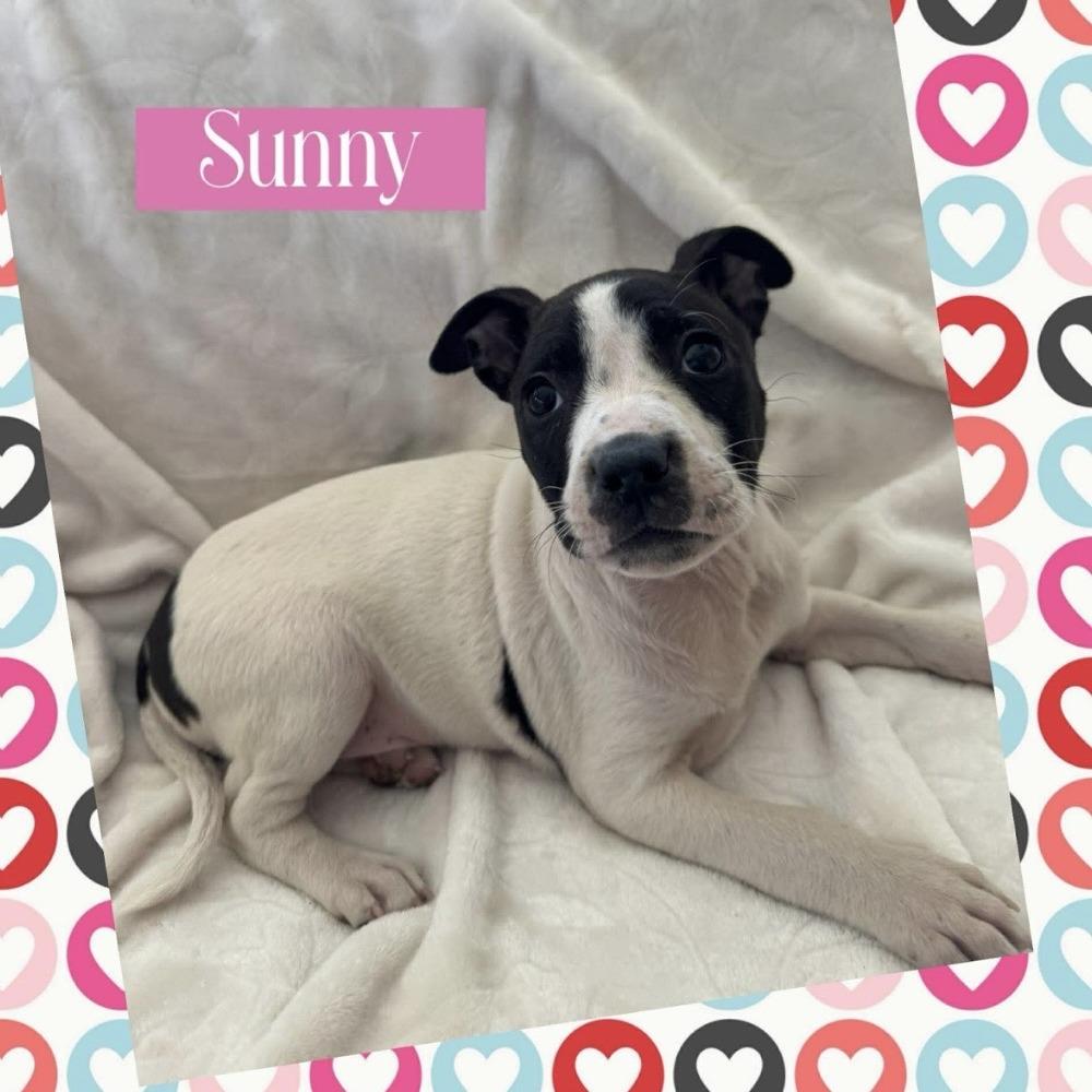 Sunny, Adoptable, Puppy Female Pit Bull Terrier & Boxer.