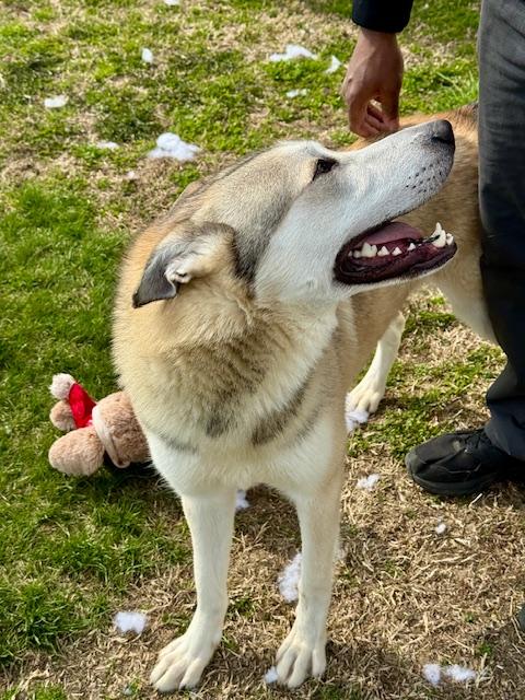 Enlarge Martian, a ADOPTABLE Husky in Benton Harbor, MI image 5/6