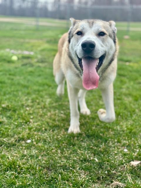 Enlarge Martian, a ADOPTABLE Husky in Benton Harbor, MI image 6/6