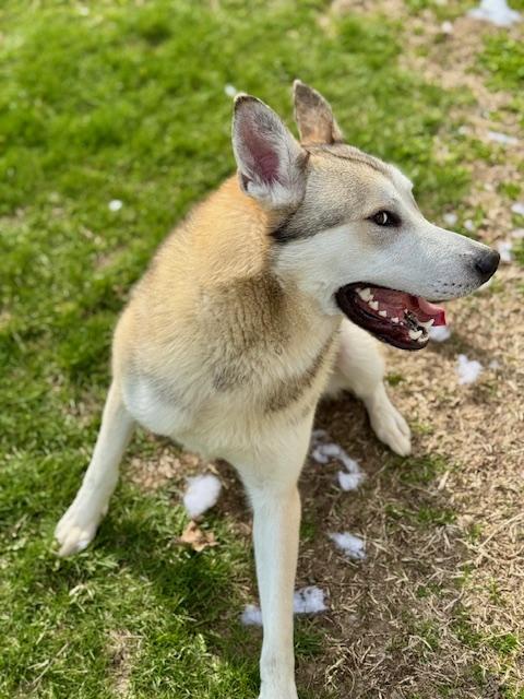 Enlarge Martian, a ADOPTABLE Husky in Benton Harbor, MI image 4/6