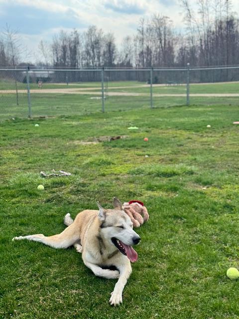 Enlarge Martian, a ADOPTABLE Husky in Benton Harbor, MI image 2/6