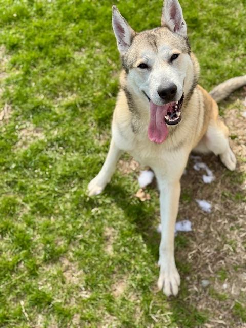 Enlarge Martian, a ADOPTABLE Husky in Benton Harbor, MI image 1/6