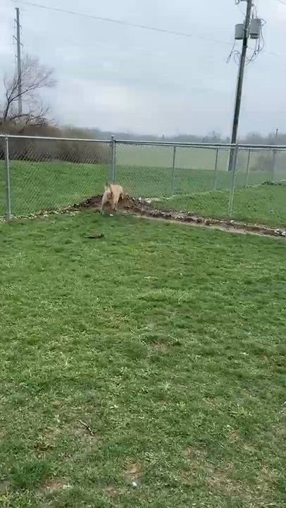 Enlarge Martian, a ADOPTABLE Husky in Benton Harbor, MI video 3/6