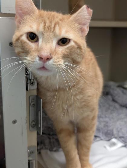 Timmy, Adoptable, Adult Male Domestic Short Hair & Domestic Short Hair.