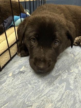 Ray-Ban, adopted, Puppy Male Mixed Breed.