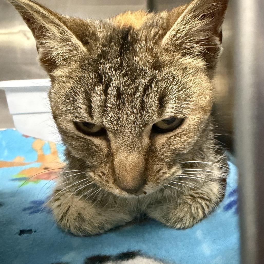 Enlarge Vita, a Adoptable Domestic Short Hair in Marion, VA image 1/2