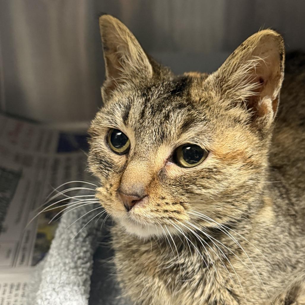 Enlarge Vita, a Adoptable Domestic Short Hair in Marion, VA image 2/2