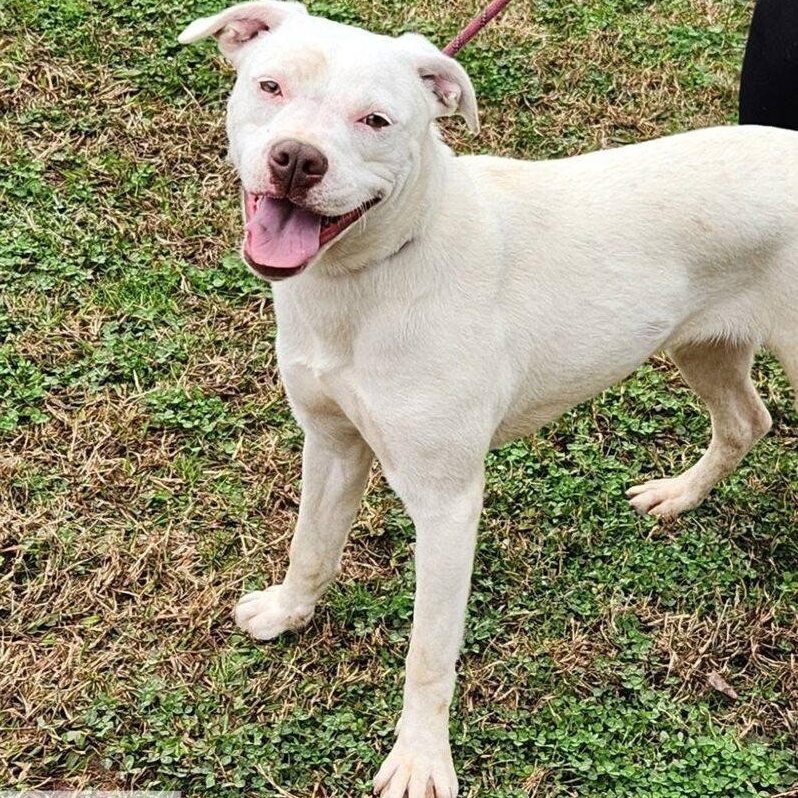 Liddy   (The L Twins 2026), Adoptable, Young Female Pit Bull Terrier & American Staffordshire Terrier.