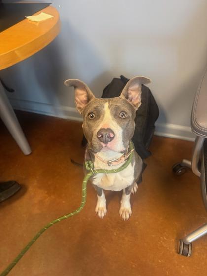 Enlarge Roxy, a Adoptable mixed breed in New Orleans, LA image 1/2