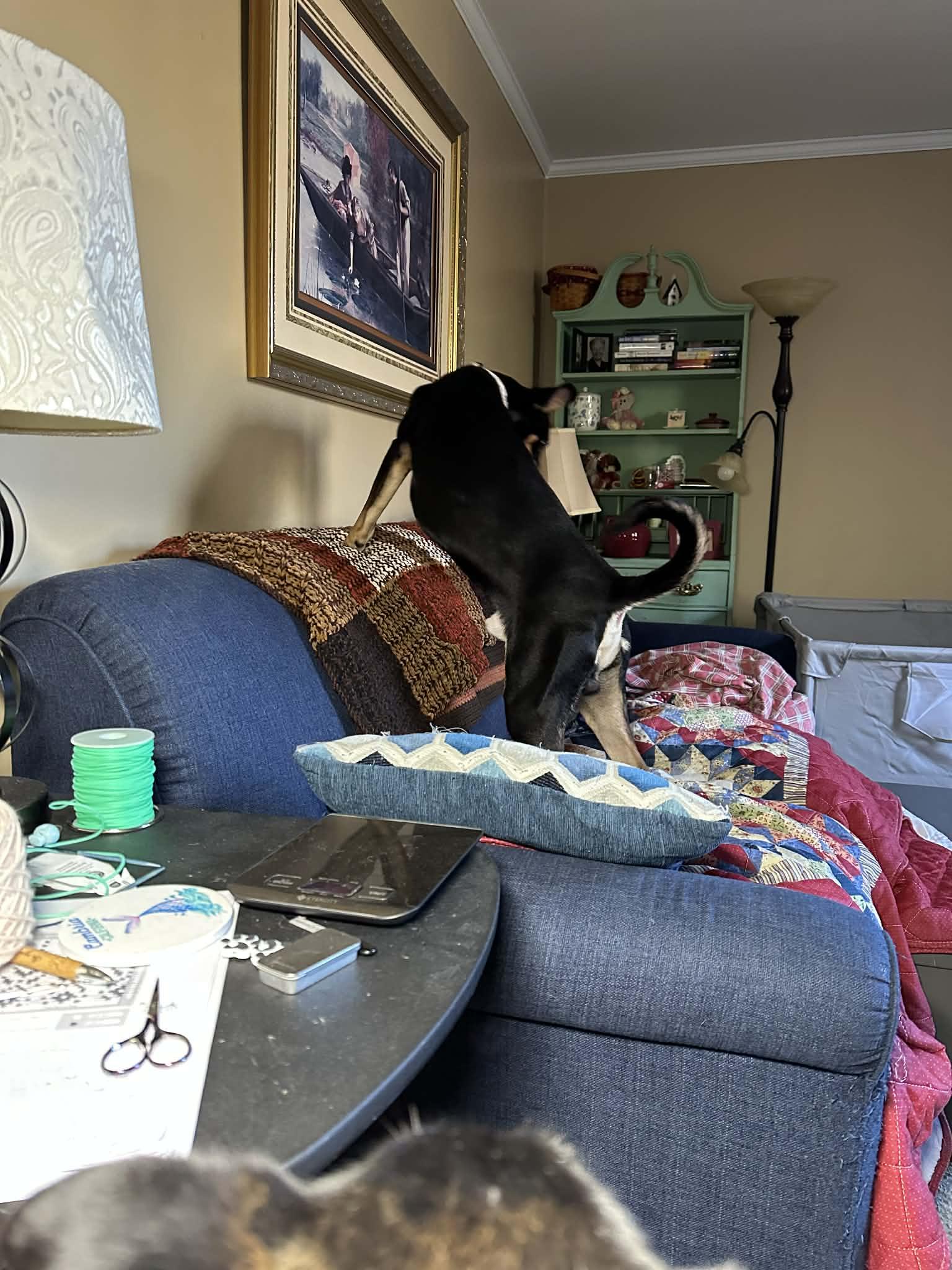 Ripley, ADOPTABLE, Young Male Doberman Pinscher.