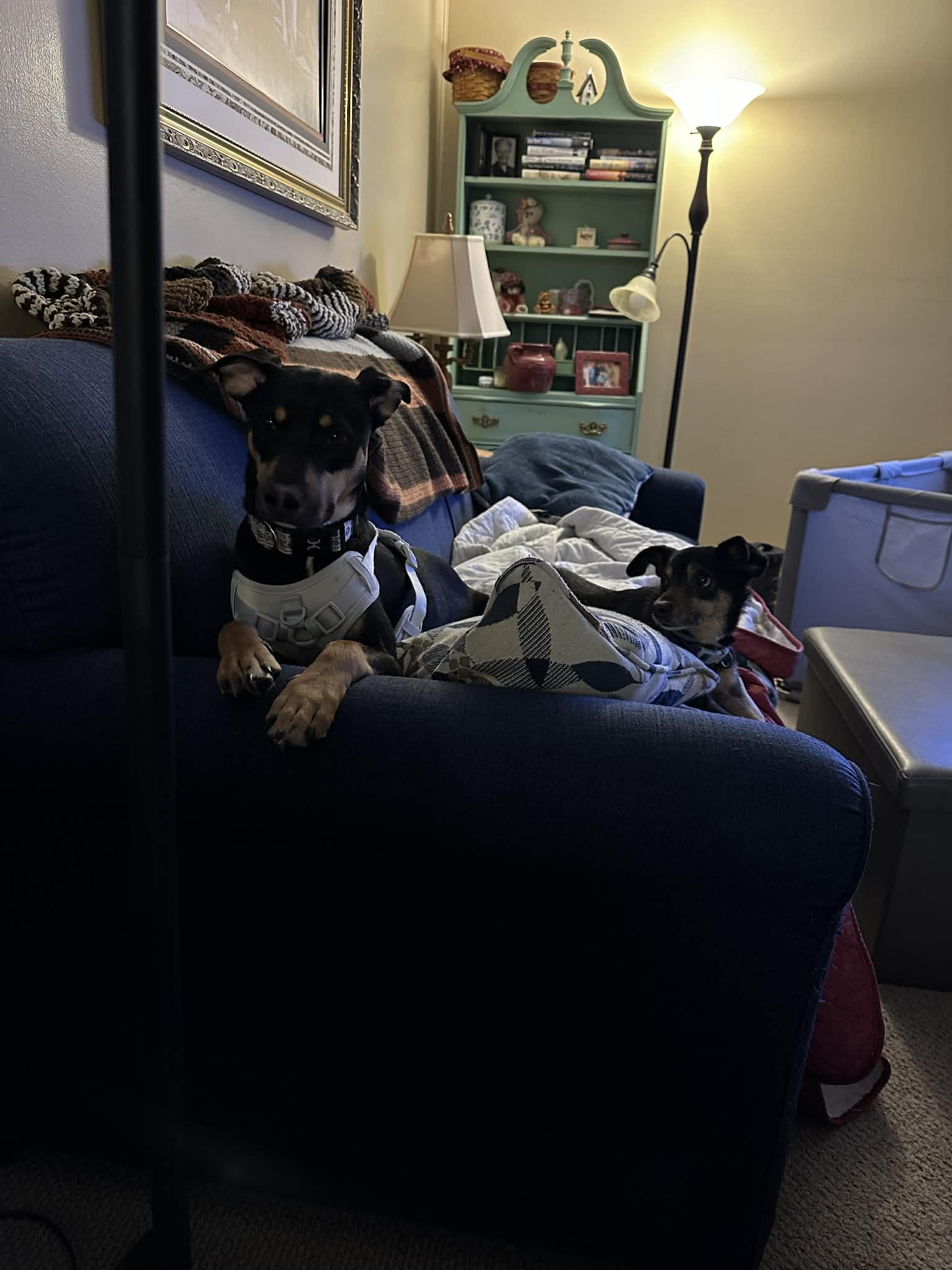 Ripley, a ADOPTABLE mixed breed in Collierville, TN image 2/6