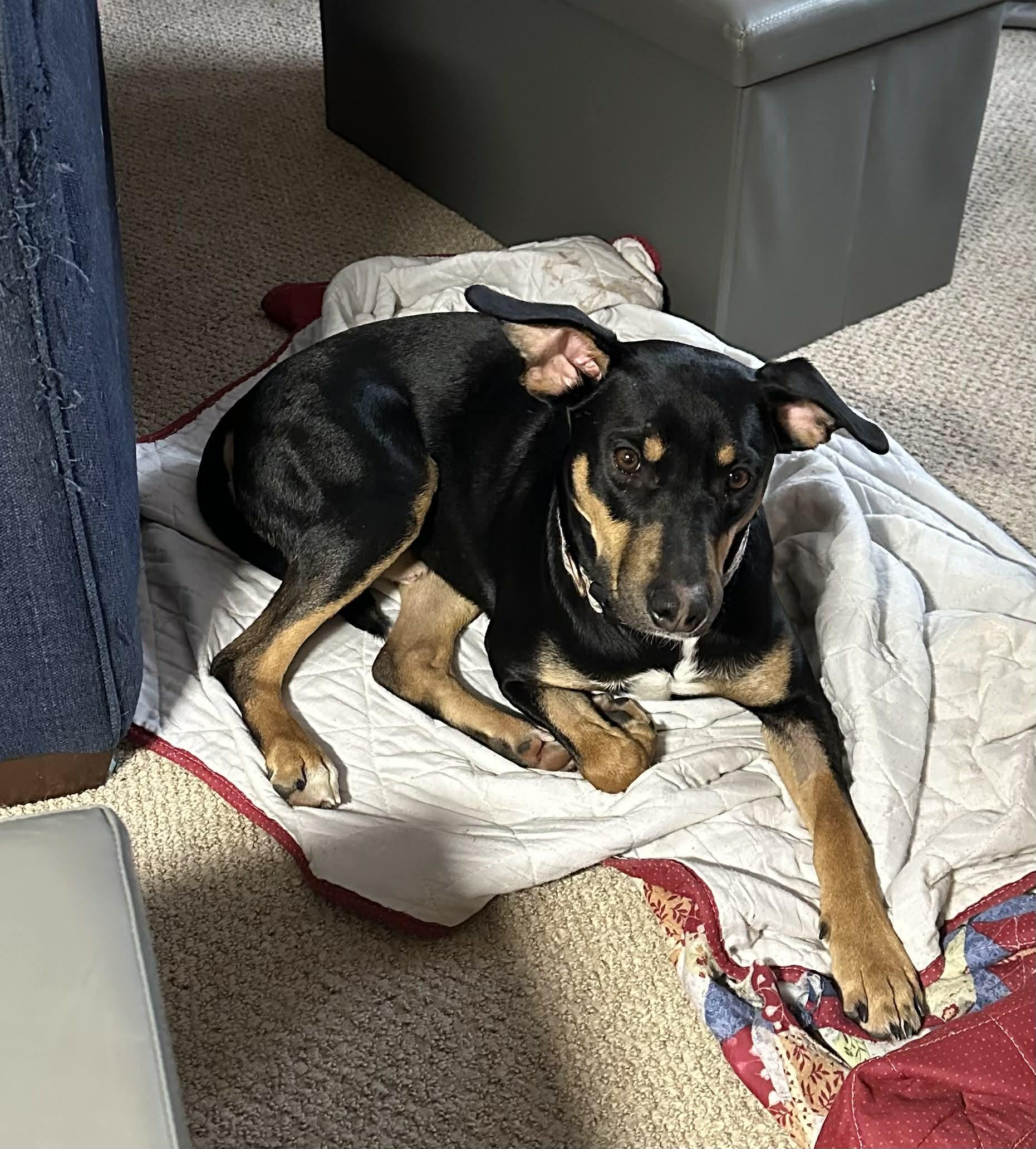 Ripley, a ADOPTABLE mixed breed in Collierville, TN image 4/6